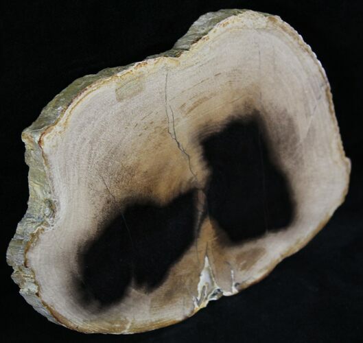 Petrified Wood Slab - Sweethome, Oregon #25855